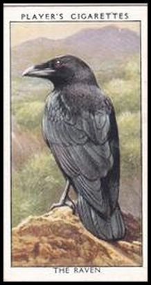 31 The Raven